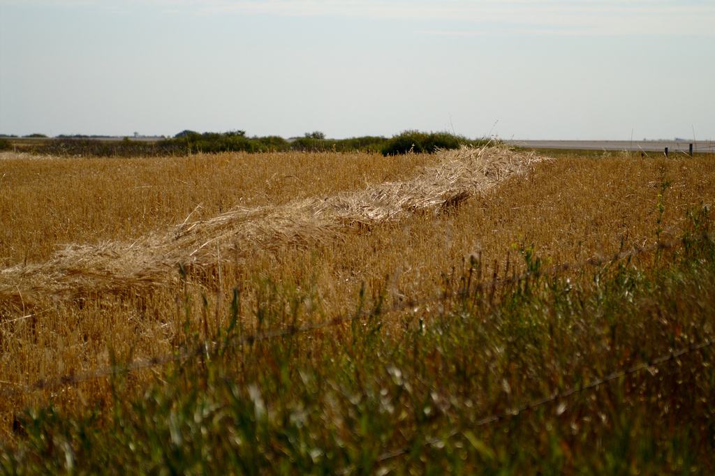 Swathed wheat lying in a field