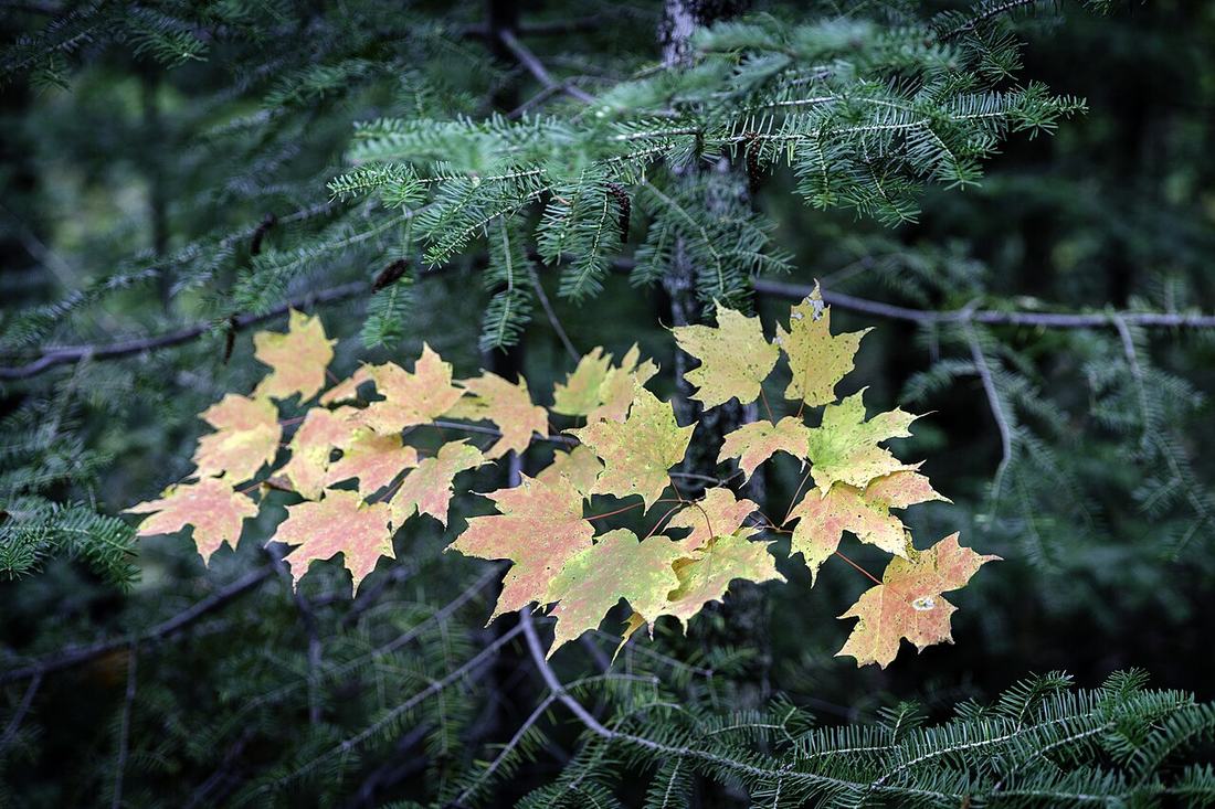 Autumn maple leaves